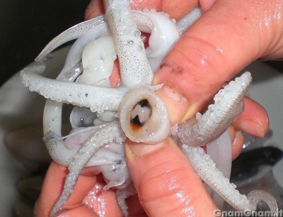 5-come-pulire-i-calamari